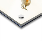 Redwing Turdus iliacus Acrylic print