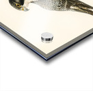 Peregrine Falcon Falco peregrinus Acrylic print