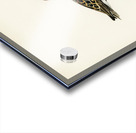 Tringa Alpina Dunlin Acrylic print