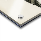 Barnacle Goose BRANTA LEUCOPSIS Acrylic print