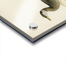 Young red-necked grebe Podiceps grisegena Acrylic print