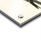 Eurasian Hobby Falco subbuteo Acrylic print