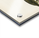 Red-throated loon Colymbus Stellatus Acrylic print