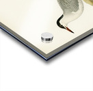 Common tern STERNA HIRUNDO Acrylic print