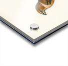 Parrot Crossbill ♂ Loxia pytyopsittacus Acrylic print