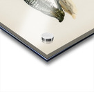 Common loon Colymbus immer Acrylic print