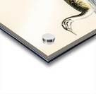 Podiceps Cristatus Acrylic print