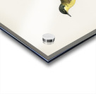 Grey-headed Wagtail MOTACILLA BUDYTES FLAVA THUNBERGI Acrylic print