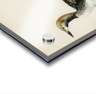 Black-throated loon Colymbus arcticus Acrylic print