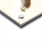 Common Kestrel Falco tinnunculus Acrylic print