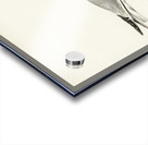 Black-headed gull ♂ Larus ridibundus Acrylic print