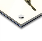 Red-backed Shrike female Lanius collurio Acrylic print