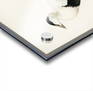 Somateria Mollissima Acrylic print