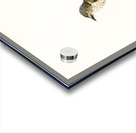 Spotted flycatcher Muscicapa ficedula Acrylic print