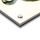 European shag Phalacrocorax aristotelis Acrylic print