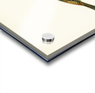 Yellowhammer female Emberiza citrinella Acrylic print