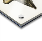 Ruff female Philomachus pugnax Acrylic print