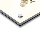 Woodlark Lullula arborea Acrylic print