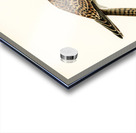 Common Kestrel female Falco tinnunculus Acrylic print