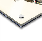 Bohemian Waxwing Ampelis garrulus Acrylic print