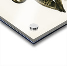 Velvet Scoter female Oidemia fusca Acrylic print