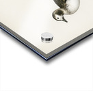 Harelda Hyemalis Acrylic print