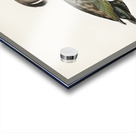 Ferruginous duck male Nyroca fuligule Acrylic print