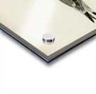 Black-legged kittiwake Rissa Tridactyla Acrylic print