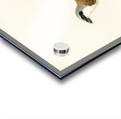 Red-backed Shrike male Lanius collurio Acrylic print