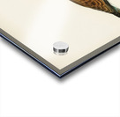 European roller CORACIAS GARRULUS Acrylic print