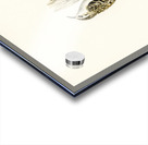 Eurasian treecreeper Certhia familiaris Acrylic print