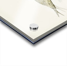 Sandwich tern Sterna sandvicensis Acrylic print