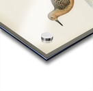 Red Knot ♂ Tringa Canutus Acrylic print