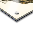 Osprey Pandion haliaetus Acrylic print