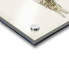 Glaucous gull Larus glaucus Acrylic print