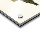 Dunlin Tringa Alpina Acrylic print