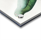 Yellow-crowned amazon Acrylic print