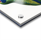 Red-and-blue amazon  Acrylic print