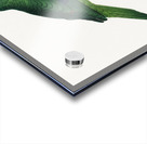 Grey-cheeked parakeet  Acrylic print