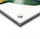 Buru green parrot  Acrylic print