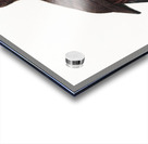 Black lory  Acrylic print