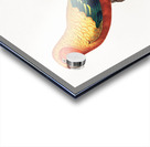 Sun parakeet  Acrylic print