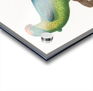 Peach-fronted conure  Acrylic print