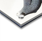 Congo grey parrot  Acrylic print