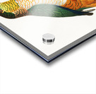 Black-headed caique  Acrylic print