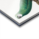 Austral parakeet  Acrylic print