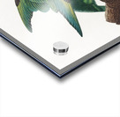 Yellow-crowned parakeet  Acrylic print