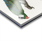 Yellow-crowned parakeet  Acrylic print