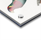 Blue-headed pied lorikeet  Acrylic print