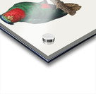 Blue-crowned lorikeet  Acrylic print